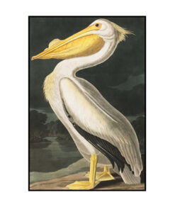 American White Pelican bird